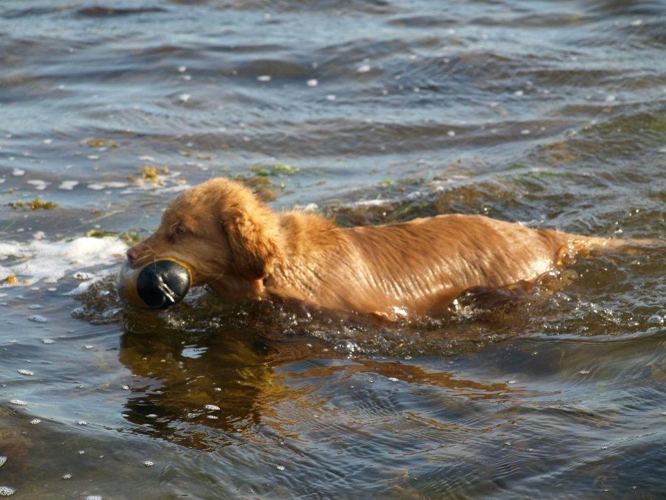 Nova scotia duck tolling retriever Aslan (Bali) billede 7