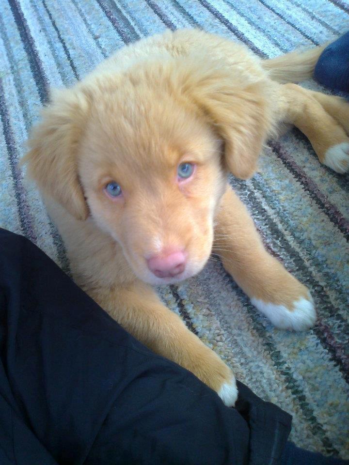 Nova scotia duck tolling retriever Aslan (Bali) billede 8