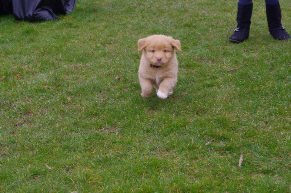 Nova scotia duck tolling retriever Aslan (Bali) billede 9