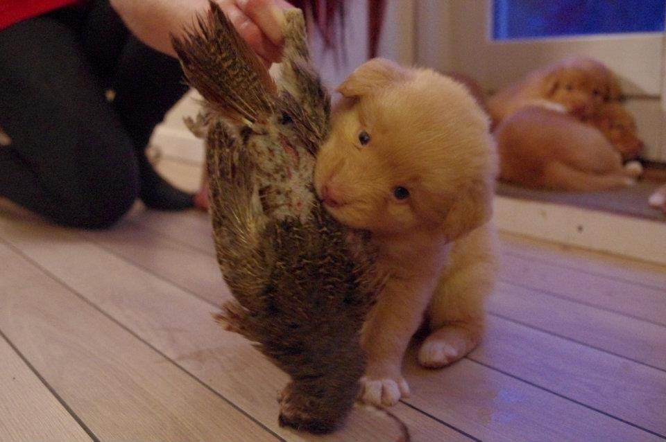 Nova scotia duck tolling retriever Aslan (Bali) billede 10