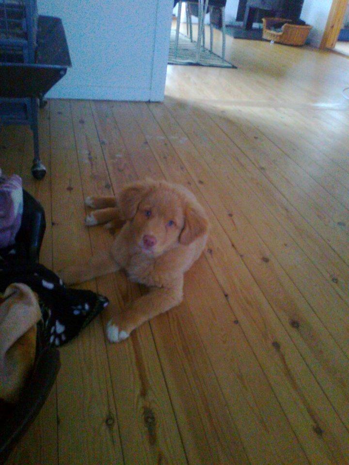 Nova scotia duck tolling retriever Aslan (Bali) billede 11