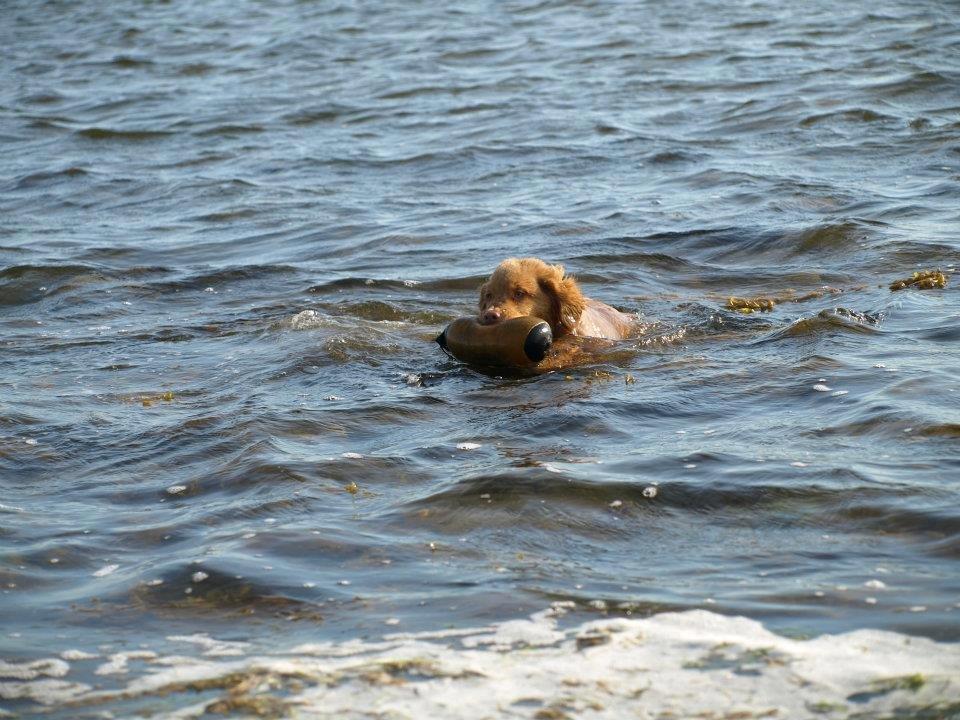 Nova scotia duck tolling retriever Aslan (Bali) billede 12