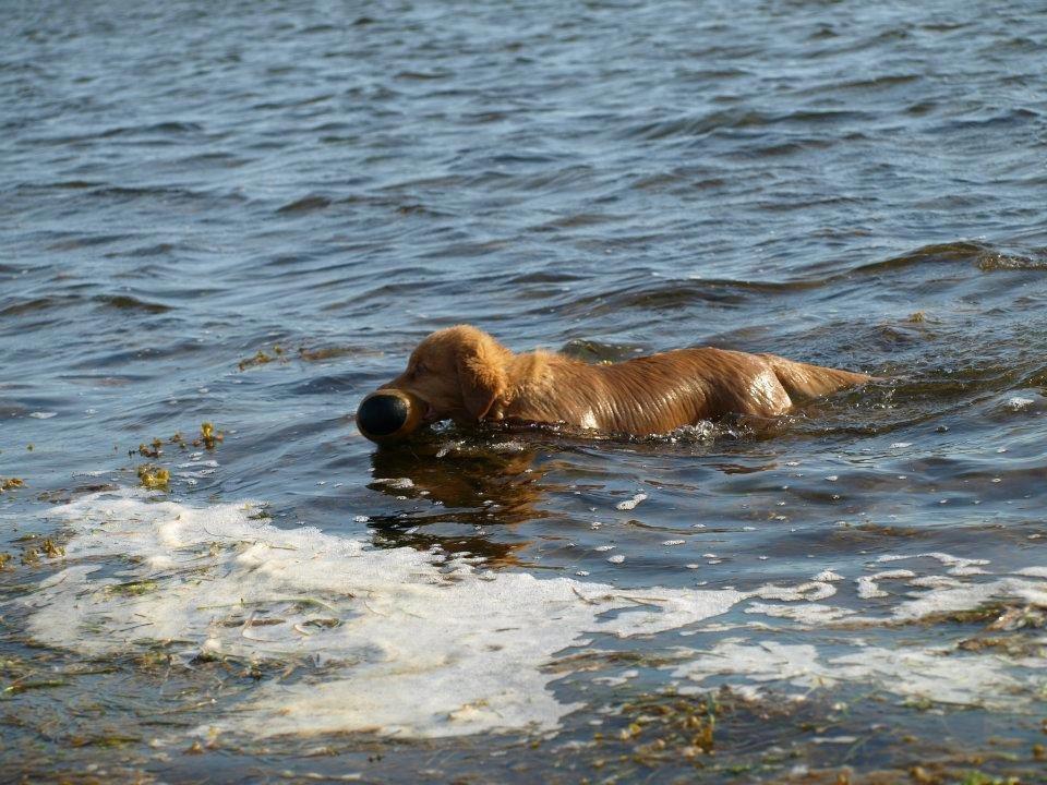 Nova scotia duck tolling retriever Aslan (Bali) billede 13