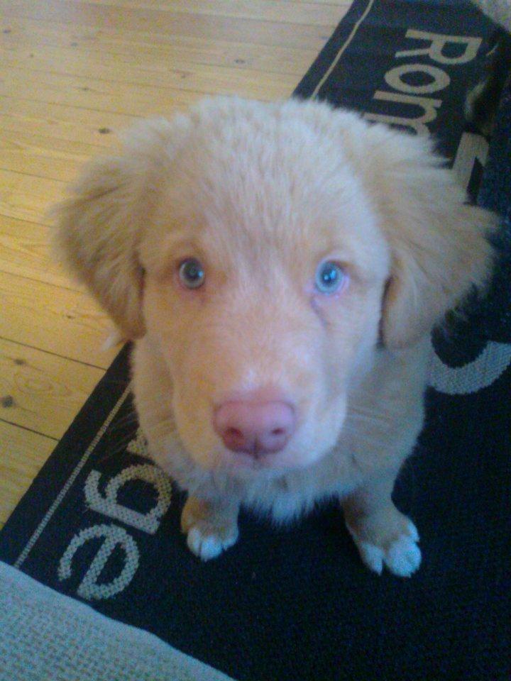 Nova scotia duck tolling retriever Aslan (Bali) billede 14