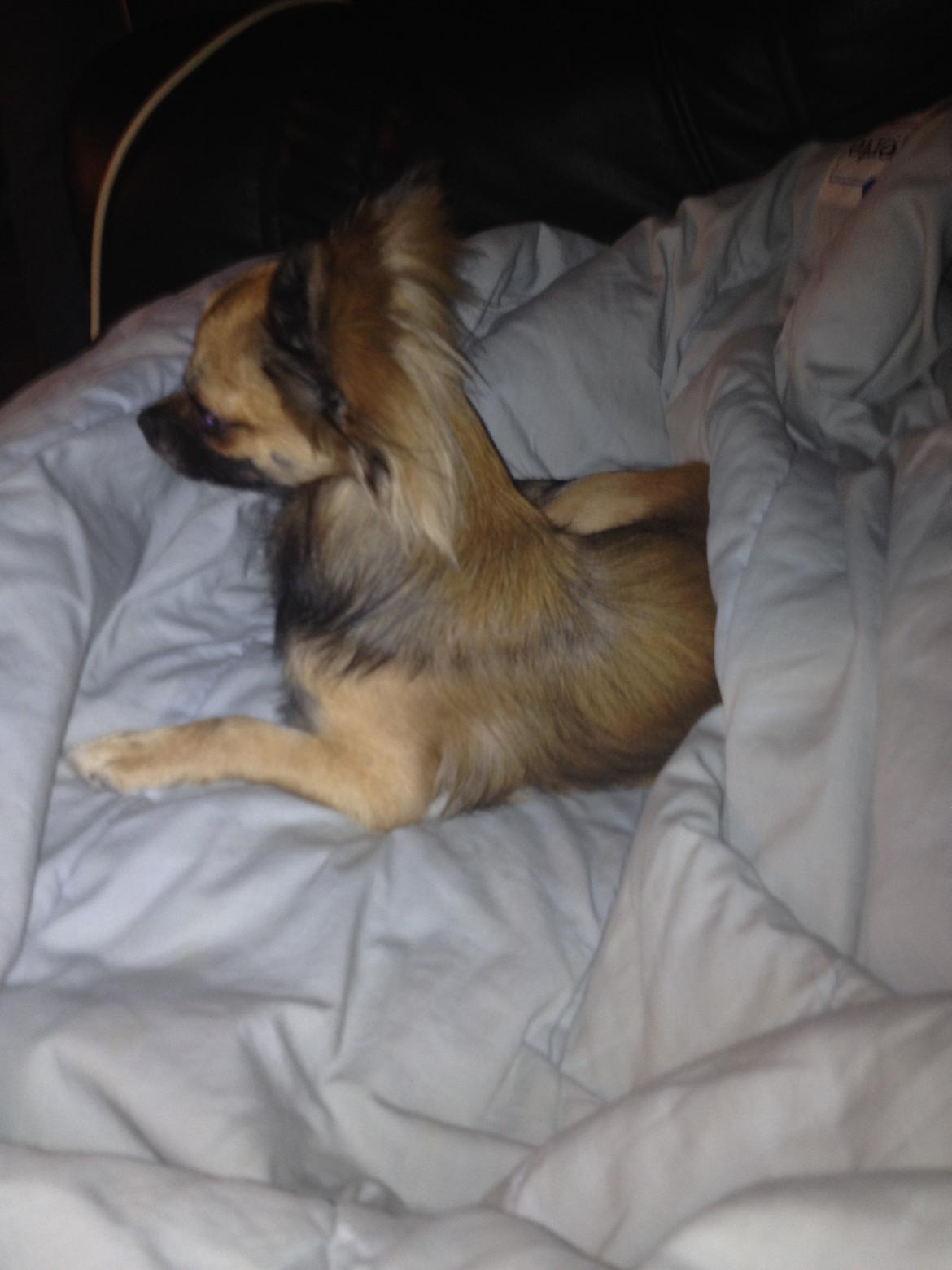 Chihuahua Sukkerpels's Davis billede 1