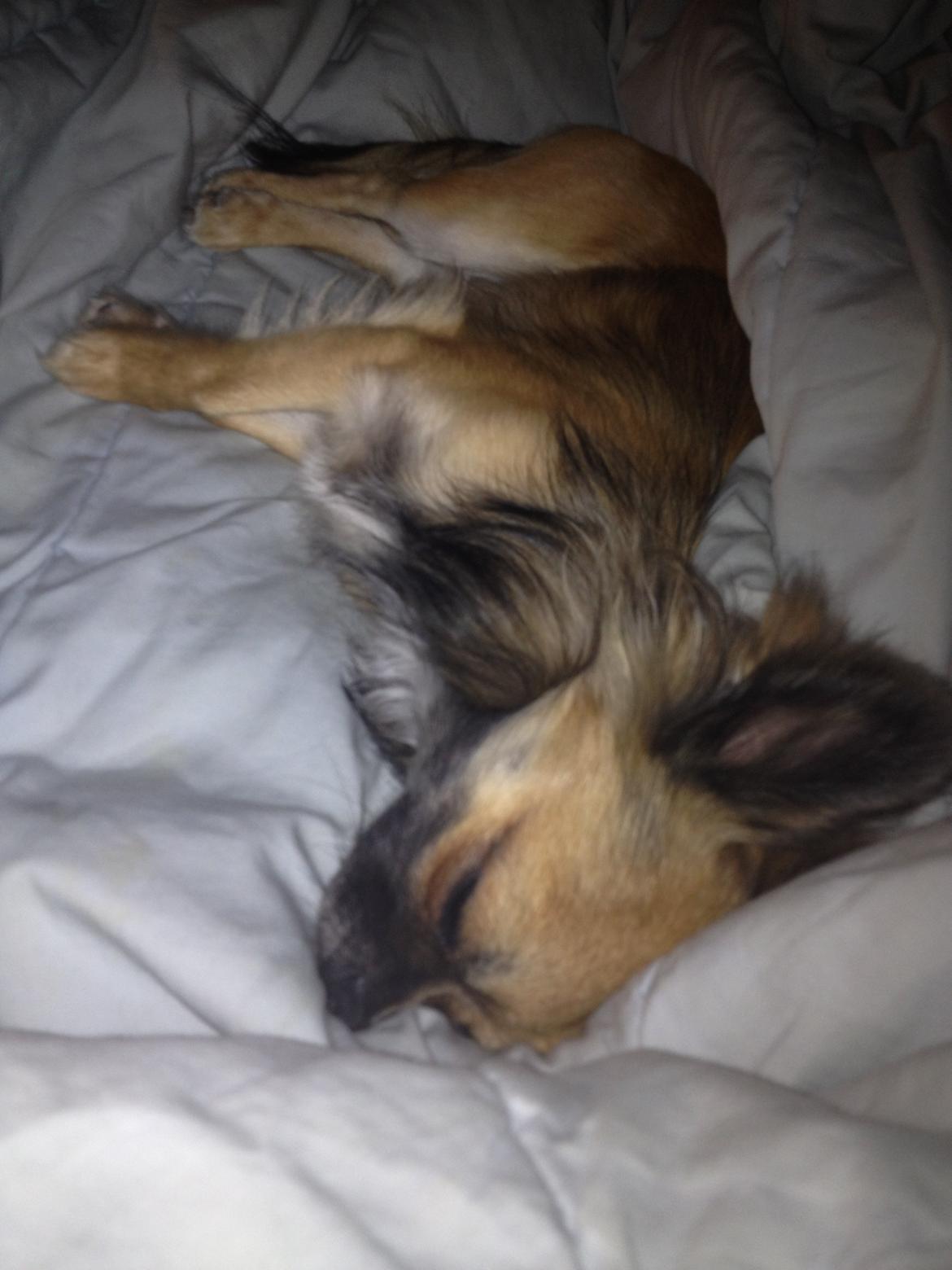 Chihuahua Sukkerpels's Davis billede 2