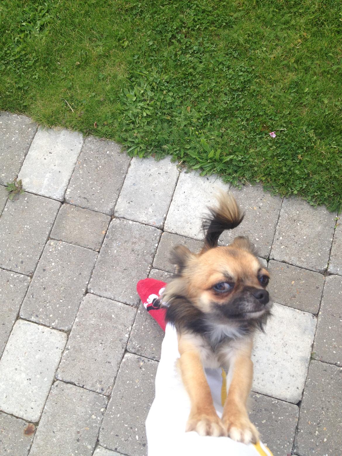 Chihuahua Sukkerpels's Davis billede 3