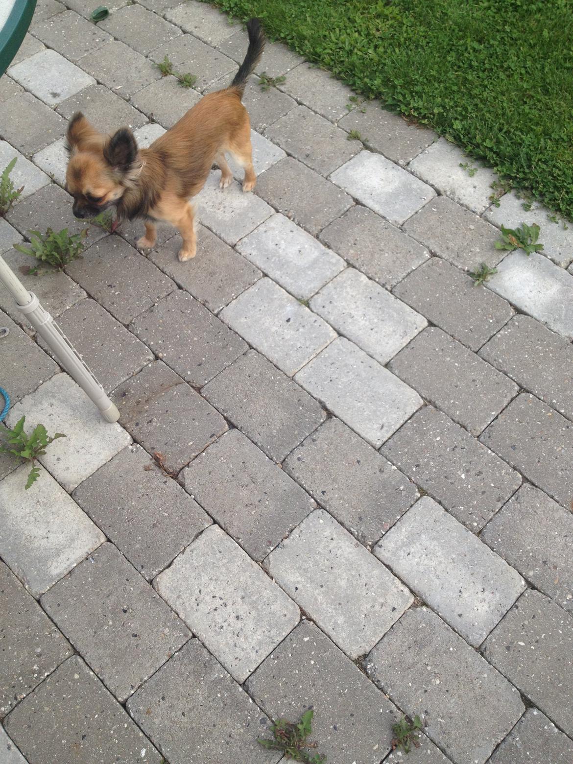 Chihuahua Sukkerpels's Davis billede 4