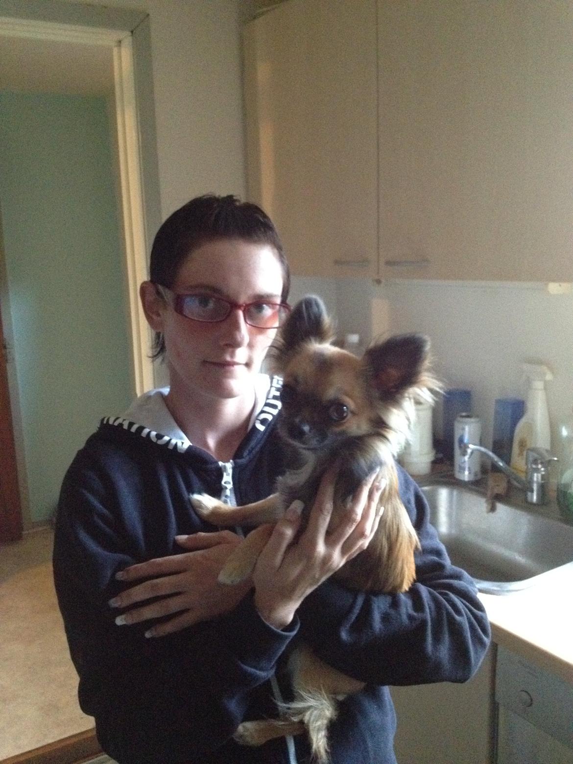 Chihuahua Sukkerpels's Davis billede 5