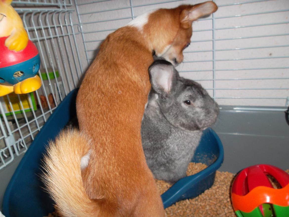 Chihuahua Mr. Piggy R.I.P - Det er bare hygge og lege sammen med Snøfte  billede 19