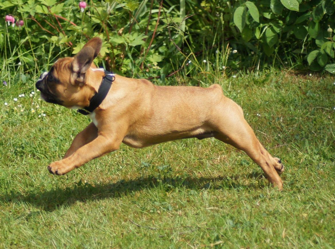 Fransk bulldog milo billede 3