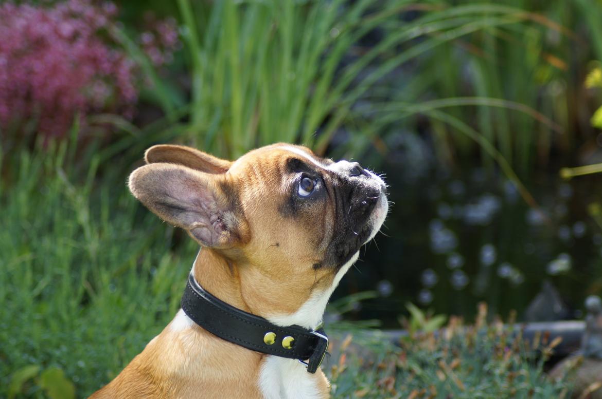 Fransk bulldog milo billede 4