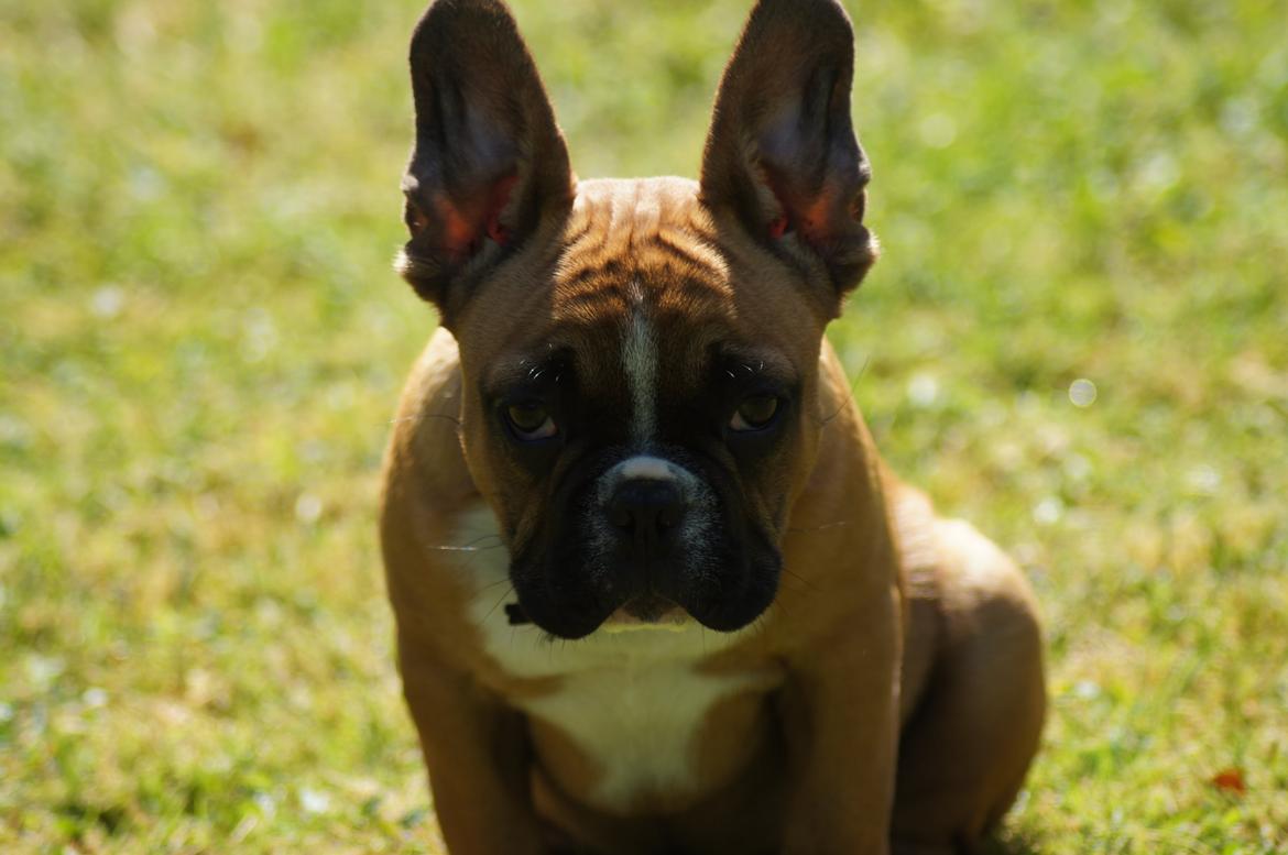 Fransk bulldog milo billede 5