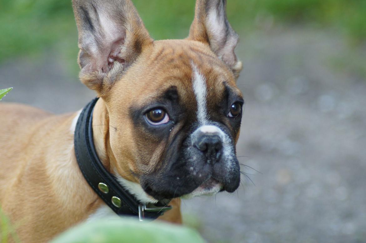 Fransk bulldog milo billede 2