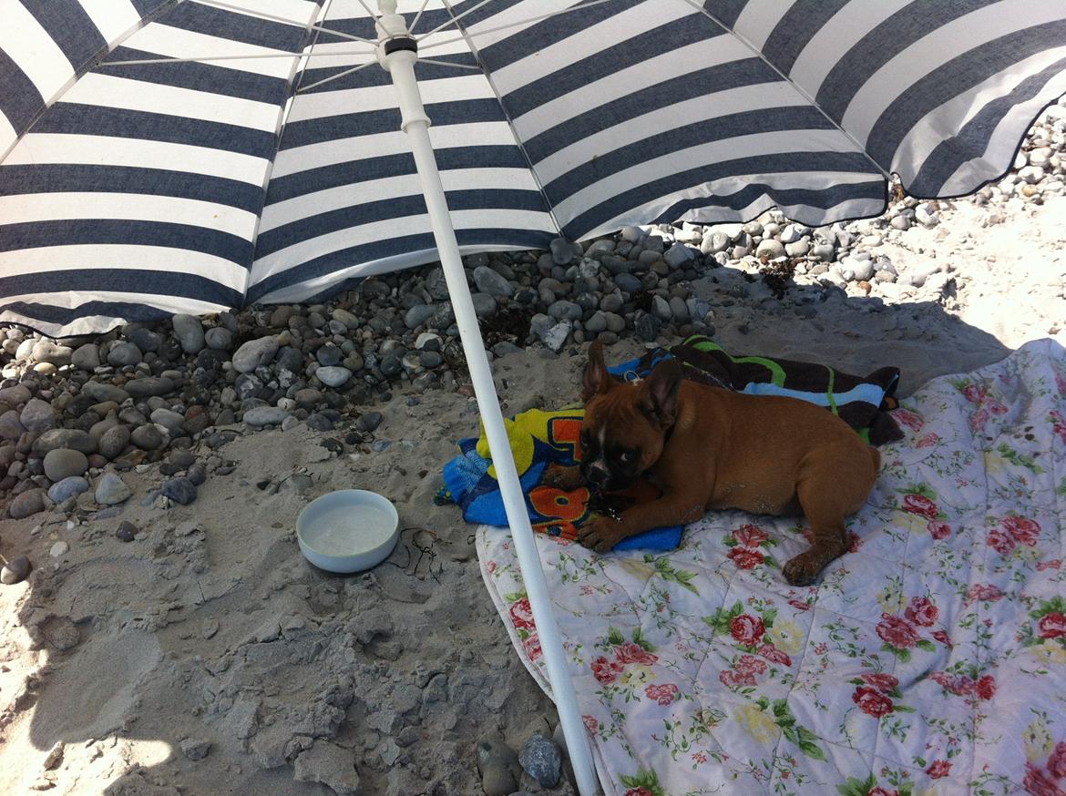 Fransk bulldog milo billede 6