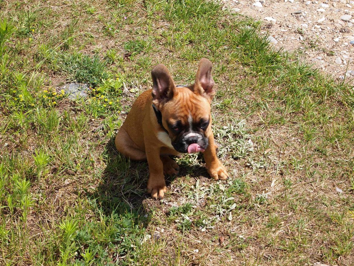 Fransk bulldog milo billede 7