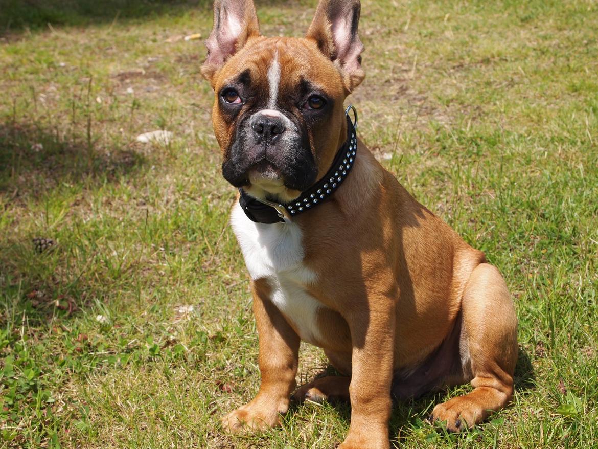 Fransk bulldog milo billede 8