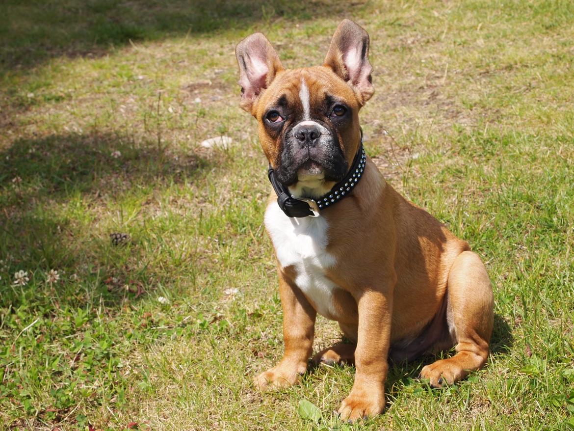 Fransk bulldog milo billede 9
