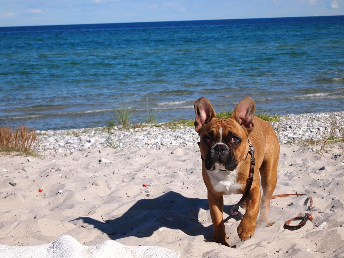 Fransk bulldog milo billede 10