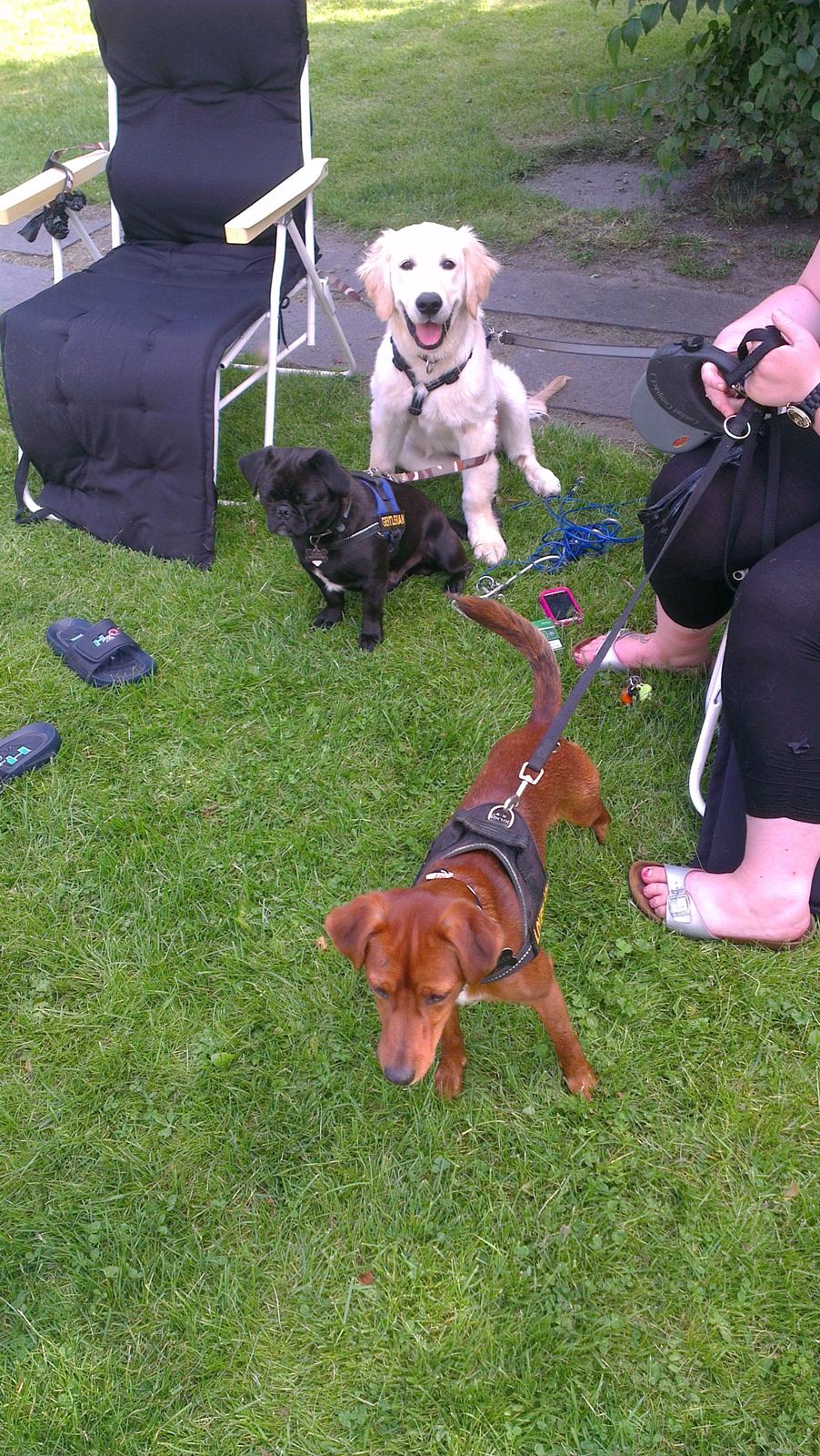 Golden retriever Tor billede 7