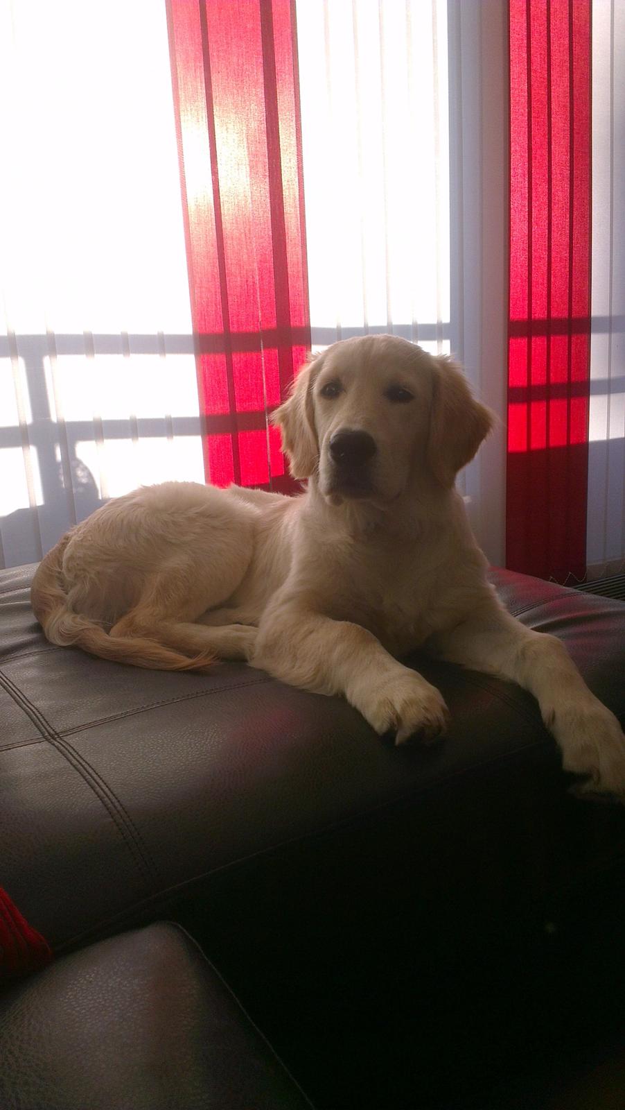 Golden retriever Tor billede 8