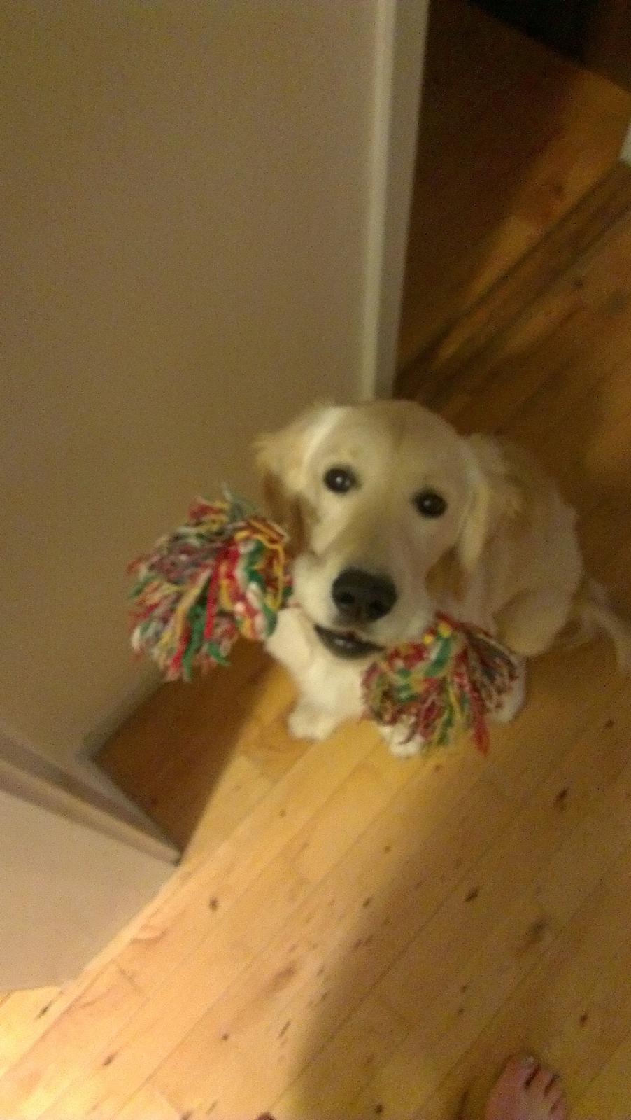 Golden retriever Tor billede 9