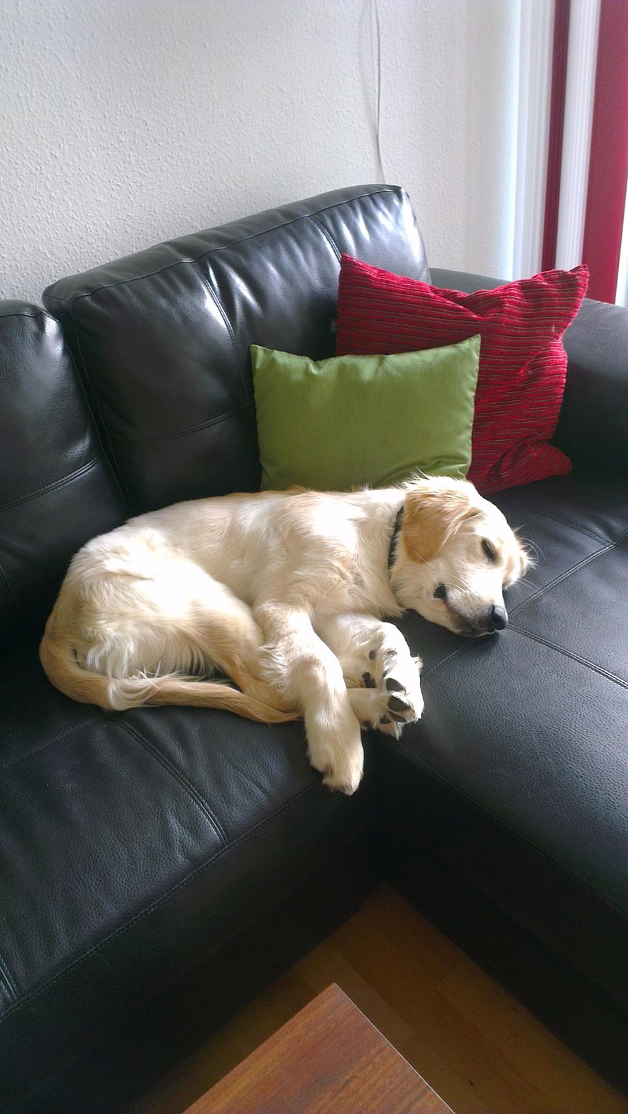 Golden retriever Tor billede 10