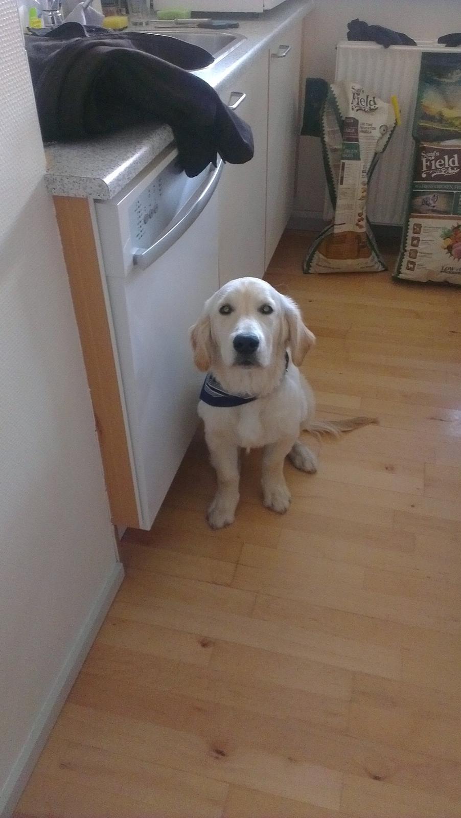 Golden retriever Tor billede 11