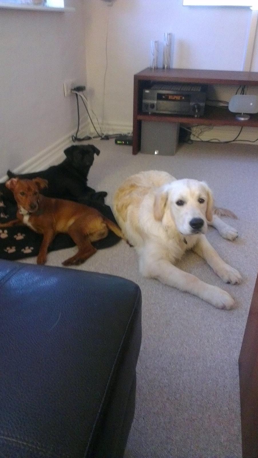 Golden retriever Tor billede 12