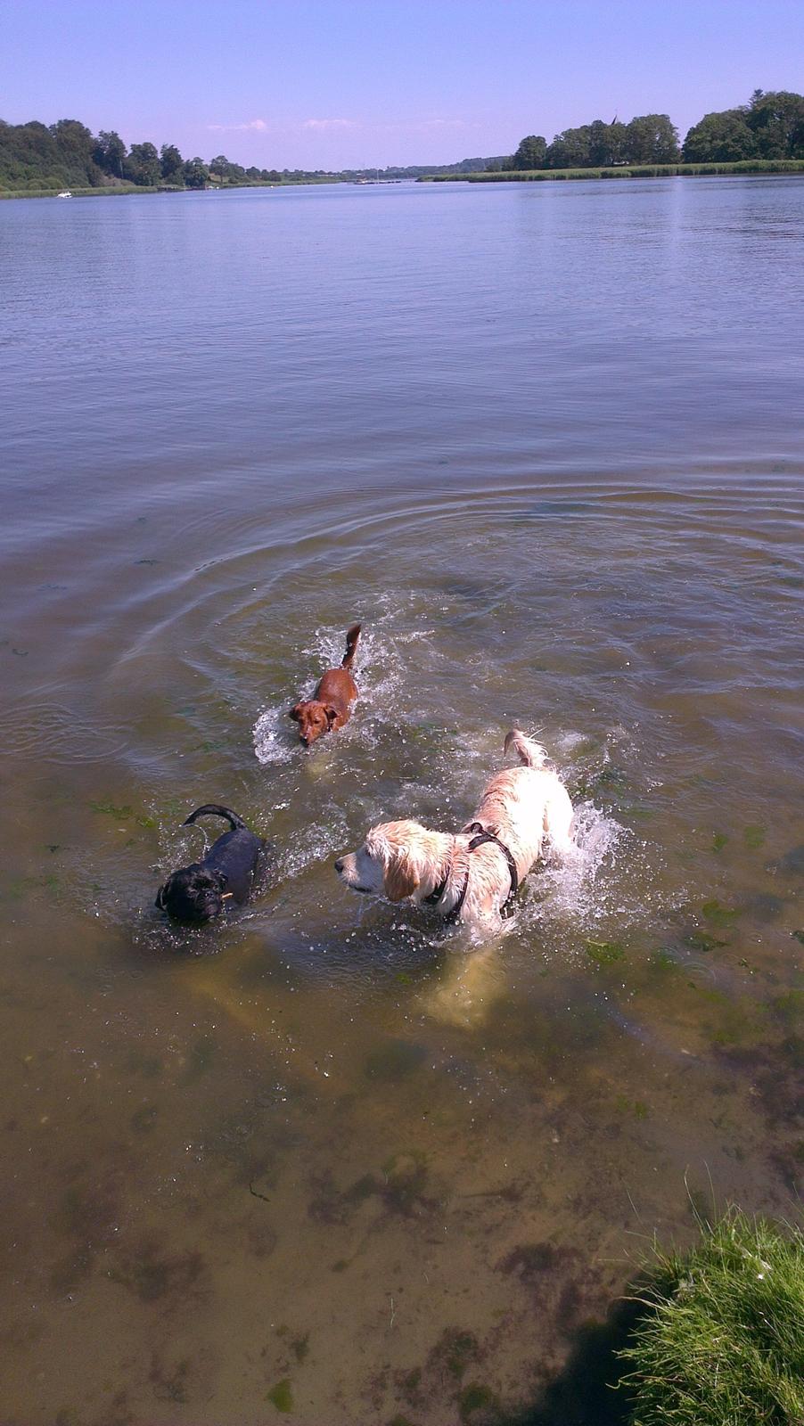 Golden retriever Tor billede 13