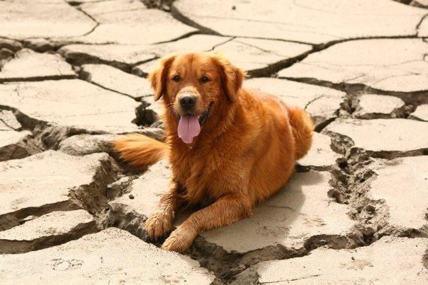 Golden retriever Sofus billede 18