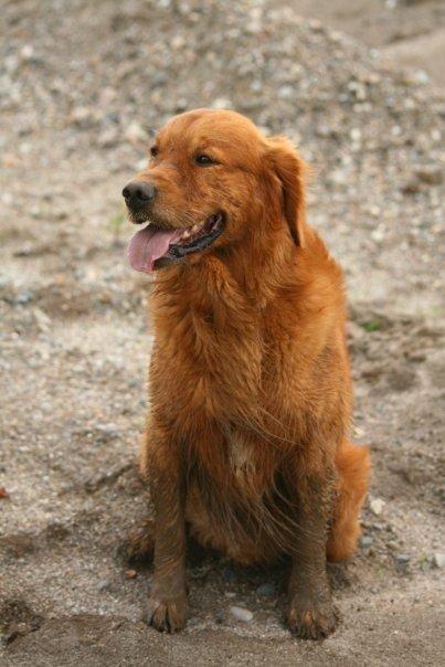 Golden retriever Sofus billede 19