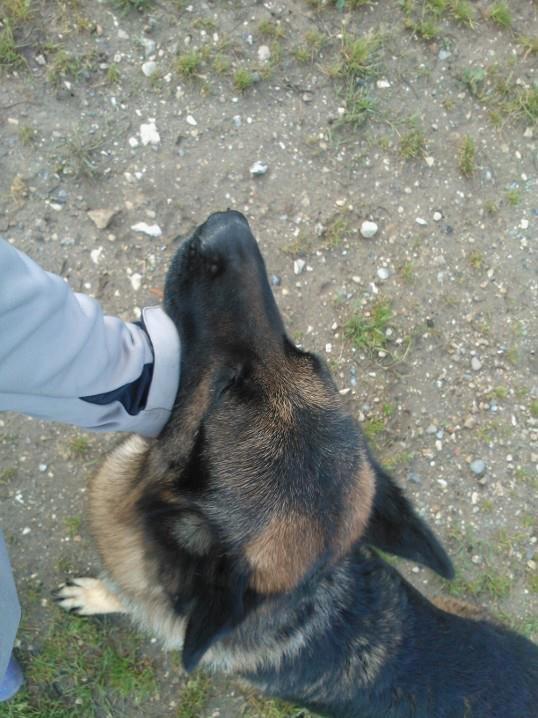 Schæferhund Armani billede 8