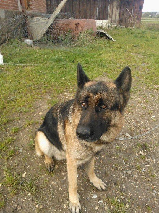 Schæferhund Armani billede 9