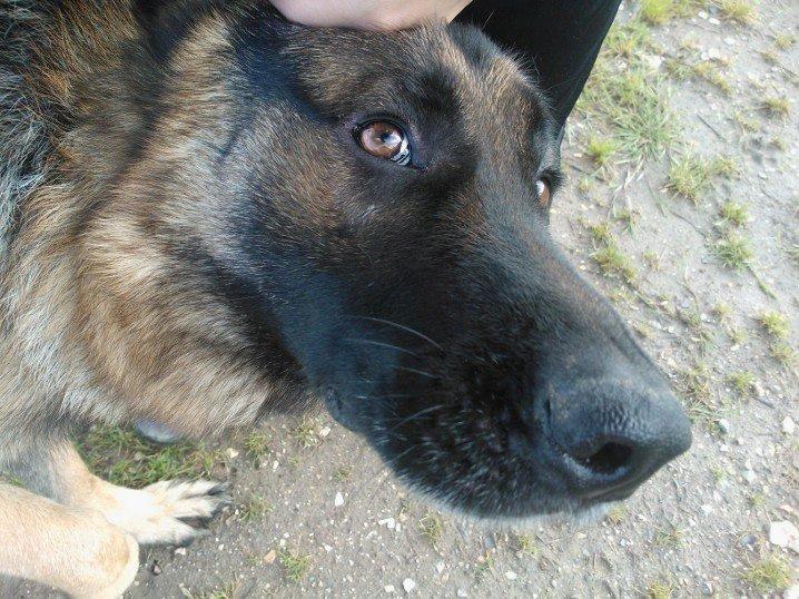 Schæferhund Armani billede 10