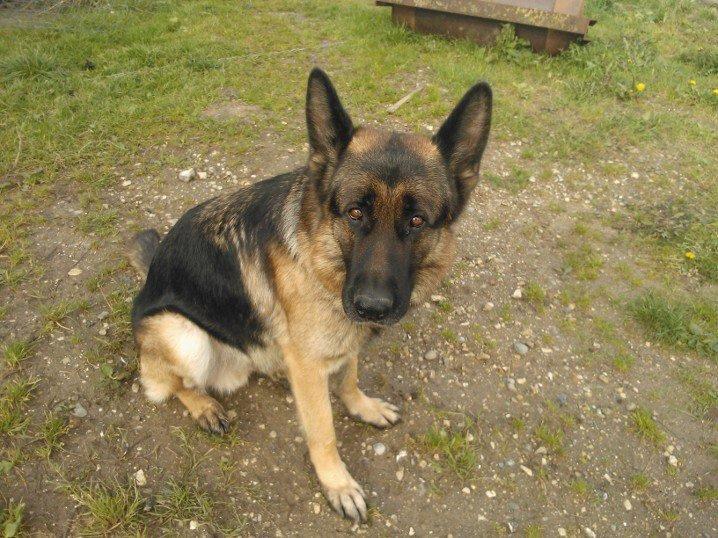 Schæferhund Armani billede 2