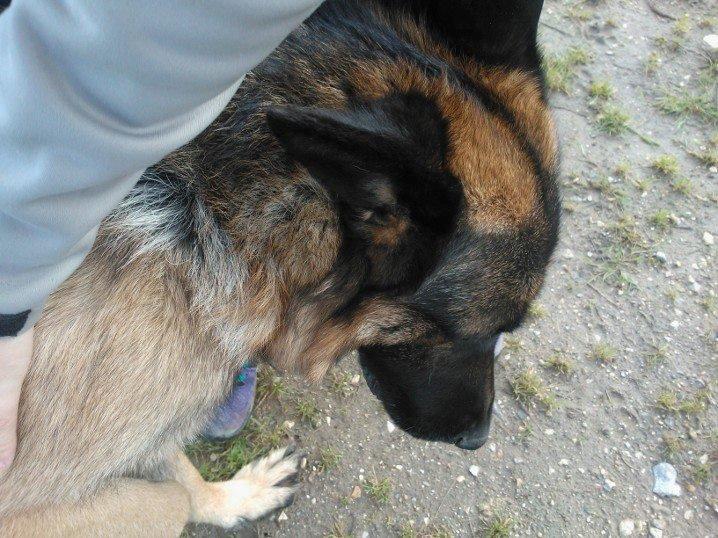 Schæferhund Armani billede 11