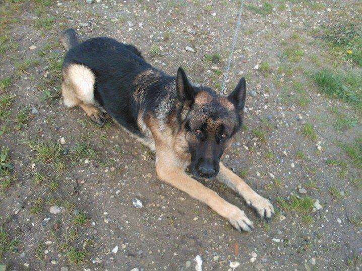 Schæferhund Armani billede 5