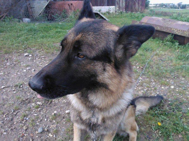 Schæferhund Armani billede 12