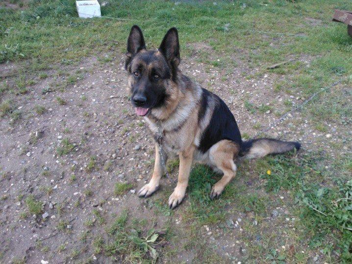 Schæferhund Armani billede 13