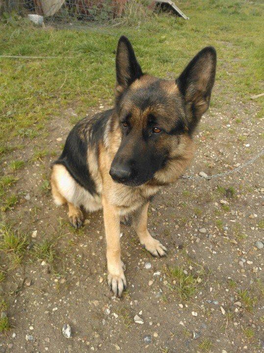 Schæferhund Armani billede 14