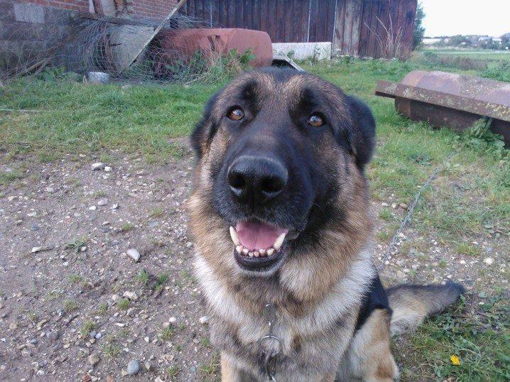 Schæferhund Armani billede 1