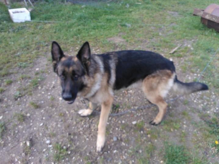 Schæferhund Armani billede 17