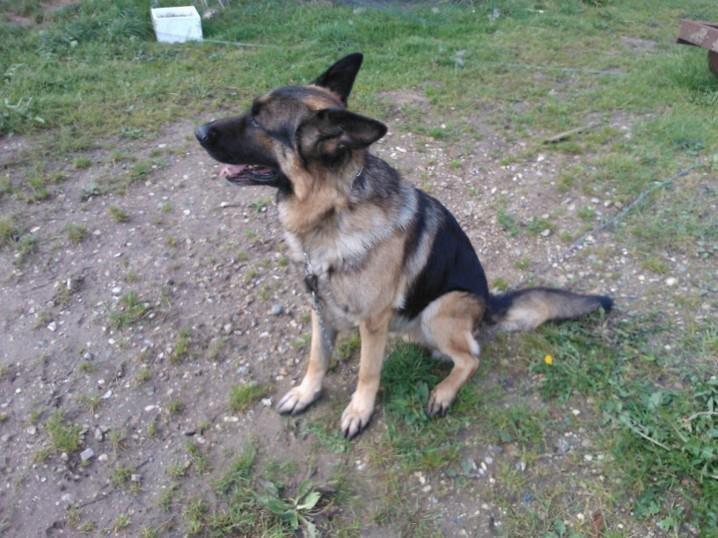 Schæferhund Armani billede 19