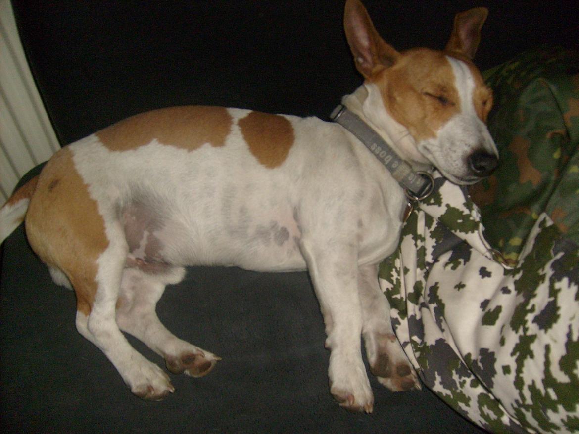 Jack russell terrier Zippo (forsvundet) - Rumraketten er gået kold. billede 19