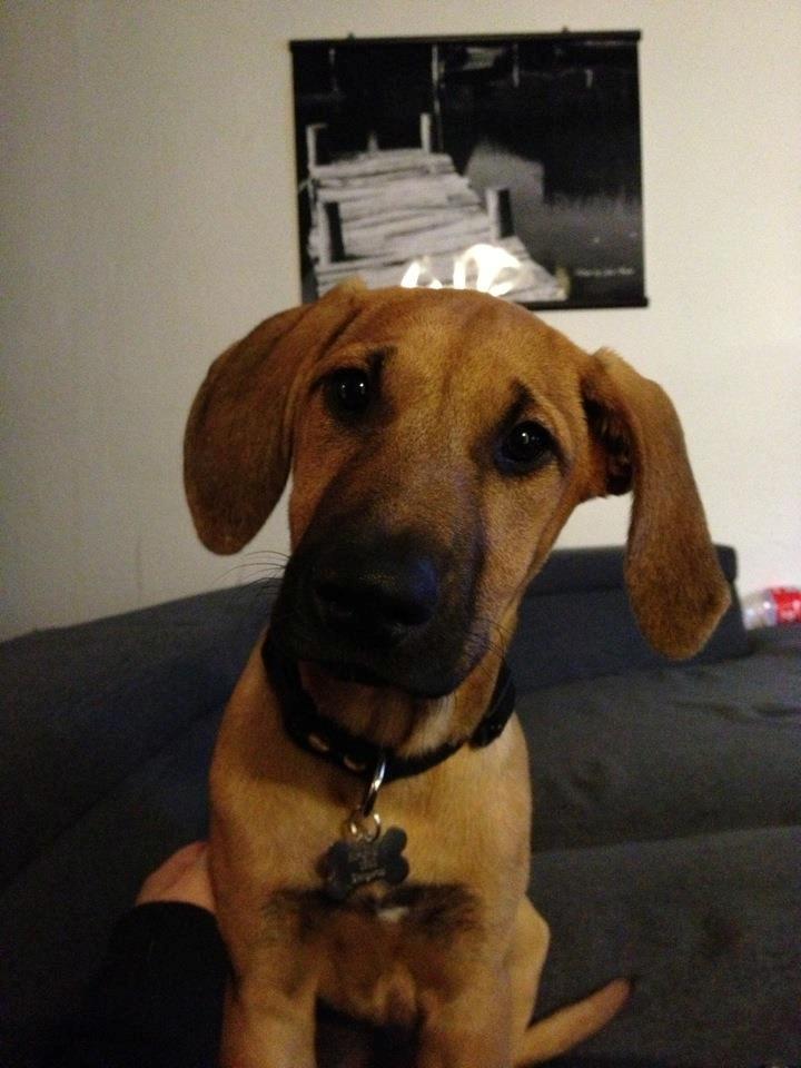 Blanding af racer Casha billede 1