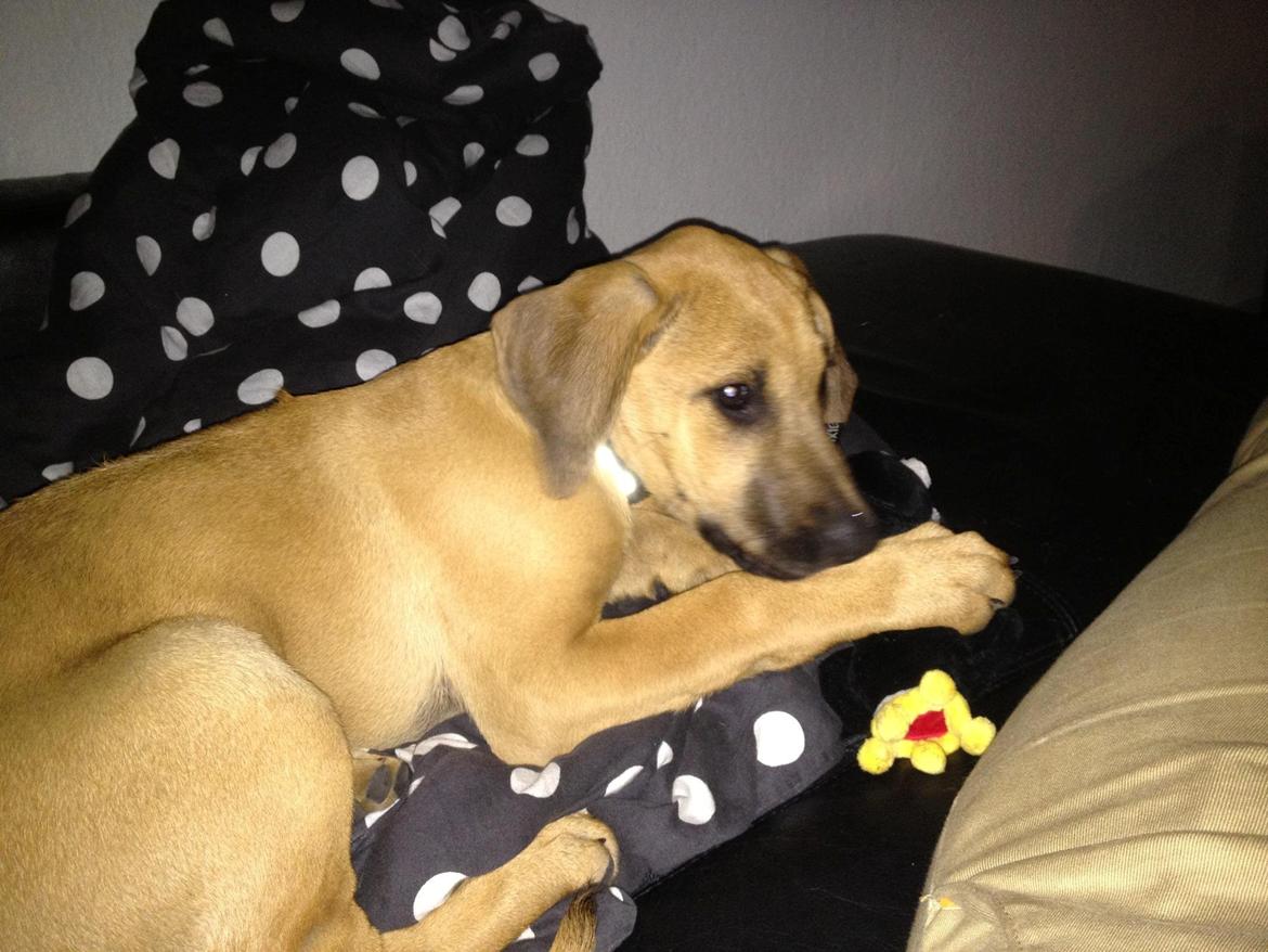 Blanding af racer Casha - 31/8. Dagen hvor vi fik hende hjem. Hun er vokset meget siden! billede 2