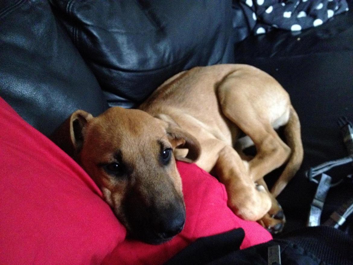 Blanding af racer Casha billede 3