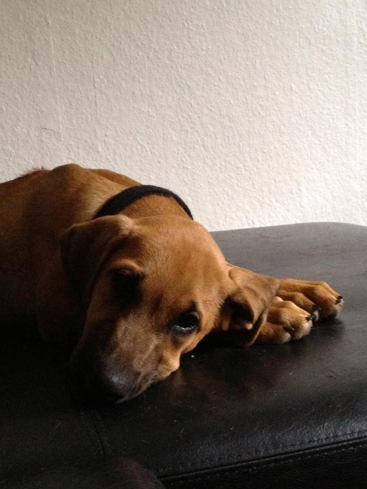 Blanding af racer Casha billede 4