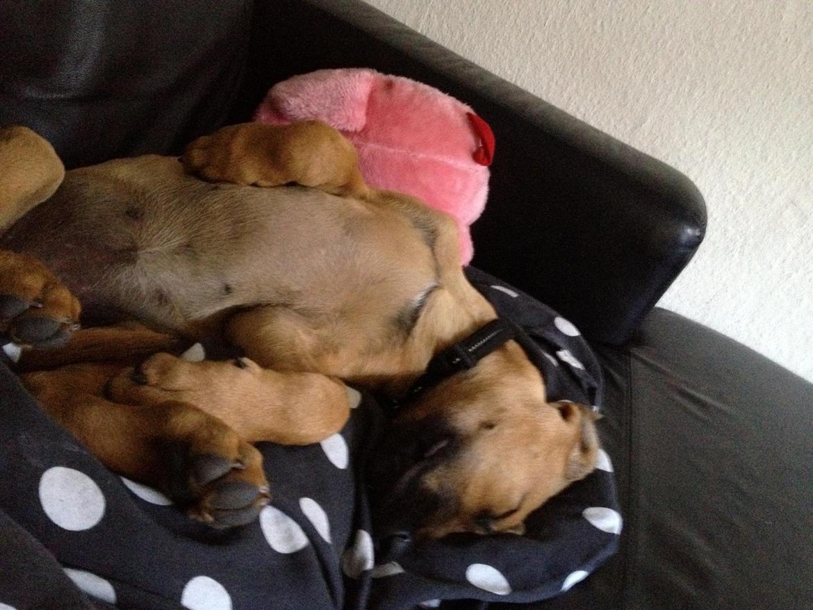 Blanding af racer Casha billede 5